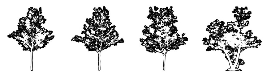 Set or collection of Japanese Maple trees as black line drawing silhouette on white background. Concept or conceptual vector for nature, planet, ecology conservation, strength, endurance and  beauty