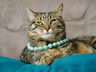 Glamor portrait of a brown tabby cat on a blue suede pillow, brown suede background out of focus....