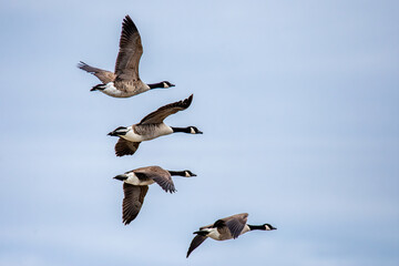 canadian geese in flight