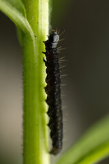 A close-up photograph of a curled black larva resting on a green leaf. The larva’s body is coiled or arched, with its dark coloration standing out against the fresh, vibrant foliage