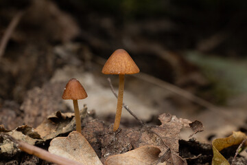 A close-up photograph of two small mushrooms growing on the forest floor among fallen leaves and moss