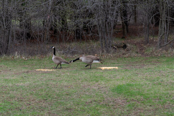 Canada Geese Feeding On Corn Provided For Them By Visitors In An Urban Field In Wisconsin In Spring