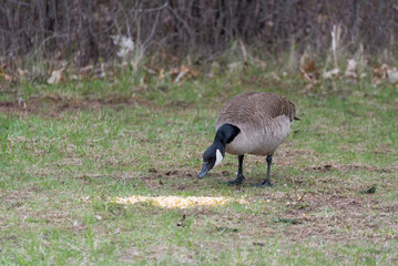 Canada Goose Feeding On Corn Provided For Them By Visitors In An Urban Field In Wisconsin In Spring