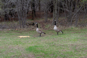 Canada Geese Feeding On Corn Provided For Them By Visitors In An Urban Field In Wisconsin In Spring