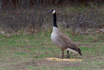 Canada Goose Feeding On Corn Provided For Them By Visitors In An Urban Field In Wisconsin In Spring