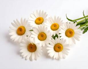 Studio Shot Of a Bouquet with 5 White Daisy Flowers