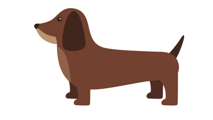 dachshund dog isolated on white