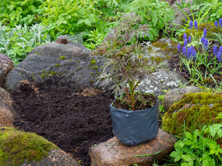 Planting, growing and caring for peonies. A young peony seedling in a plastic bag. Preparing the soil for planting peonies