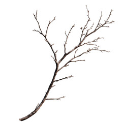 Fototapeta premium Bare tree branch with transparent background reaching upward