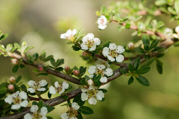Spring day in the garden. Branches of flowering cotoneaster ascendens Flinchet. Selective focus