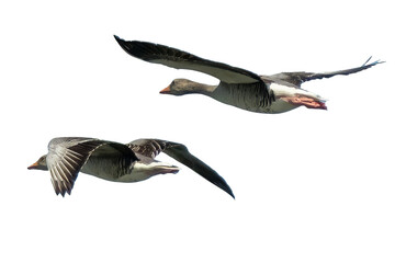 Two greylag geese flying in the blue sky © Ulrich