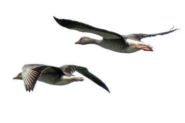 Two greylag geese flying in the blue sky