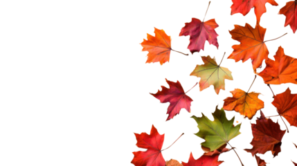 Colorful maple leaves falling on transparent background