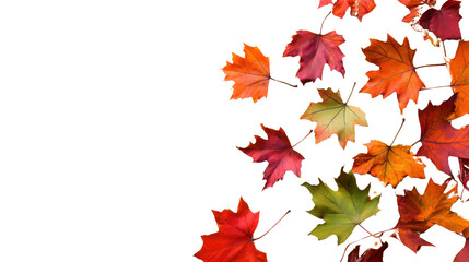 Colorful maple leaves falling on transparent background