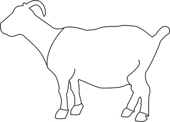 vector illustration of lamb