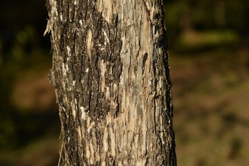 Clethra barbinervis, a Korean medicinal shrub, displays white flowers, rough bark, and green leaves in natural forest light.