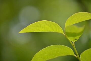 Clethra barbinervis, a Korean medicinal shrub, displays white flowers, rough bark, and green leaves in natural forest light.
