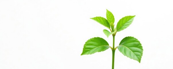 Fototapeta premium Single stem of green plant isolated on white background, neutral, isolated plant