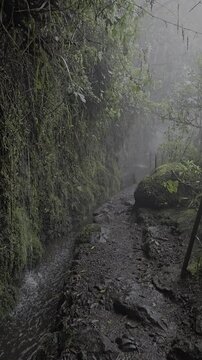Levada trail through Laurisilva forest at Levada das 25 Fontes and Risco, Raba&ccedil;al, Madeira. Rainfall adds raw beauty and challenge to the rugged path.