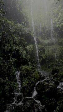 Thin waterfalls descend through fog and lush greenery at Levada das 25 Fontes in Raba&ccedil;al, Madeira. 