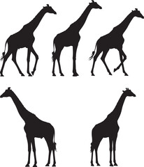 Giraffes silhouette vector illustration