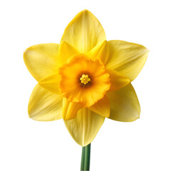 Fototapeta premium Stunning Yellow Daffodil