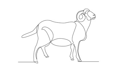 Continuous line drawing of goat, sheep, lamb wildlife animal. Muslim holiday sacrifice an animal to god eid al adha. Vector illustration sketch editable stroke