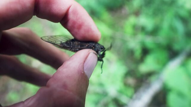A cicada Cicadetta montana sings in the hands of an young naturalist. This is evidence of the instinctive mating and reproductive behavior (courtship display), compulsion of insects.