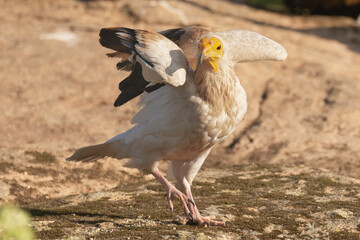 Egyptian vulture, white scavenger vulture, pharaoh's chicken - Neophron percnopterus standing and spreading wings on rock. Photo from Sierra de Gredos Mountain in Spain. Endangered specie.