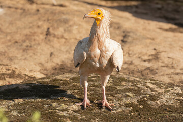 Egyptian vulture, white scavenger vulture, pharaoh's chicken - Neophron percnopterus standing on rock. Photo from Sierra de Gredos Mountain in Spain. Endangered specie.