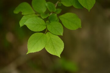 Symplocos chinensis, a Korean medicinal plant, showing white flowers, blue berries, and green leaves in seasonal forest.