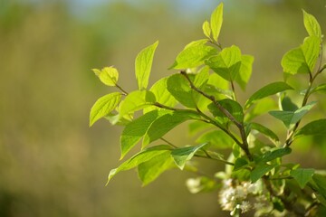 Symplocos chinensis, a Korean medicinal plant, showing white flowers, blue berries, and green leaves in seasonal forest.