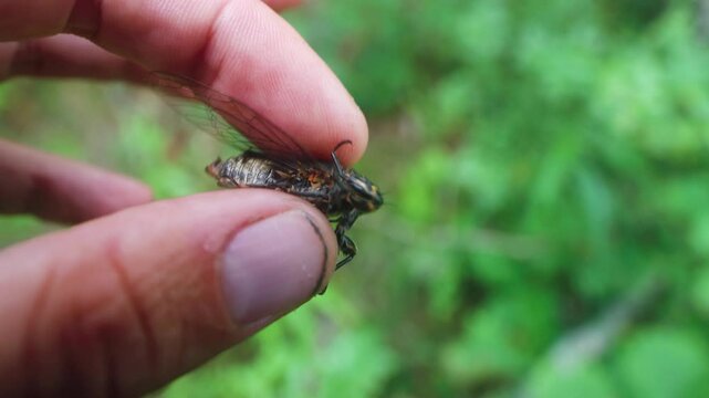A cicada Cicadetta montana sings in the hands of an young naturalist. This is evidence of the instinctive mating and reproductive behavior (courtship display), compulsion of insects.
