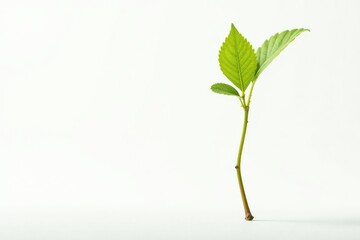 Fototapeta premium Single, delicate sapling against pure white backdrop , vertical, seedling