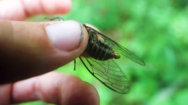 A cicada Cicadetta montana sings in the hands of an young naturalist. This is evidence of the instinctive mating and reproductive behavior (courtship display), compulsion of insects.