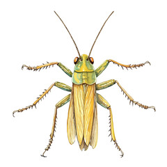 Detailed Watercolor Illustration of a Colorful Insect