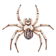 Fototapeta premium Detailed Watercolor Illustration of a Spider with Striped Abdomen