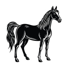 black horse isolated on white