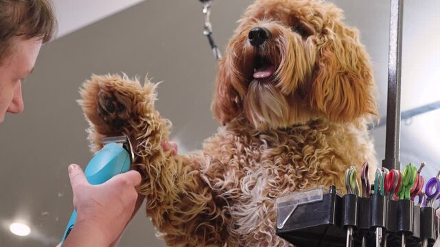 A curly-haired brown dog of the Labradoodle or Cavapoo breed at a grooming salon. The breed of the dog is a cross between a poodle.