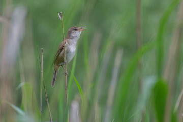 Great Reed Warbler sitting on the reed