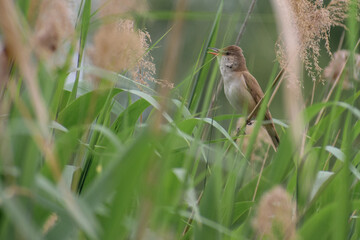 Great Reed Warbler 