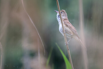 Great Reed Warbler on a grass