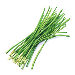 Freshly Harvested Bunch of Vibrant Green Chives with Detailed Watercolor Texture