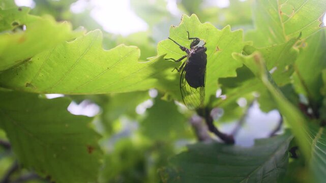 Mountain cicada (Cicadetta montana, male) (Cicadidae, Hemiptera) on slopes of seaside forest hills, broad-leaved oak forests in Sikhote Alin mountains. East Siberia