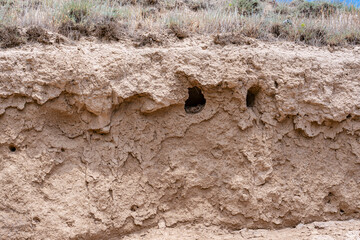 Several bird nests in the form of holes in the sand are holes lined with dry grass and down, dug into a steep sandy rock for the safety of offspring. This is how European rollers, jackdaws and others.