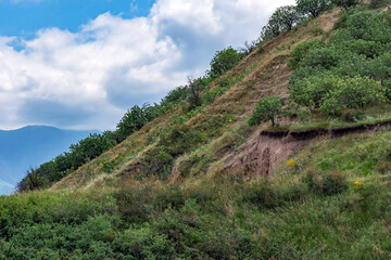 Fototapeta premium View of a sandy cliff on a hill overgrown with grass, trees and shrubs, with a blue sky with white clouds in the background.