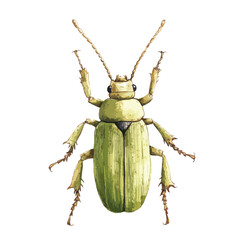 Pale Green Beetle Watercolor Illustration Detailed Anatomy