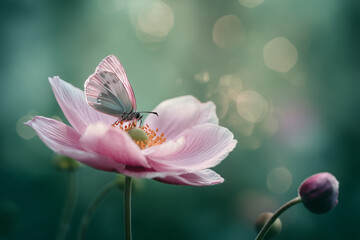 Close-up macro shot of a pink anemone flower with delicate textures visible on the petals. A butterfly with soft, translucent wings lands gently on the bloom.