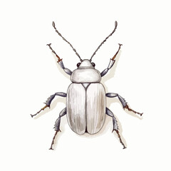 Pale Grey Beetle Watercolor Illustration Dorsal View