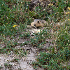 Smiling a relict ground squirrel, or Tien Shan ground squirrel (Spermophilus relictus), half got out of his hole on a hill in Kyrgyzstan near Bishkek, and opened his mouth, his upper teeth are visible